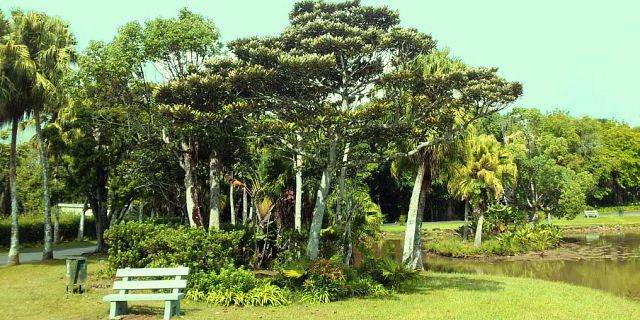 Sir Seewoosagur Ramgoolam botanical Garden mauritius (7)
